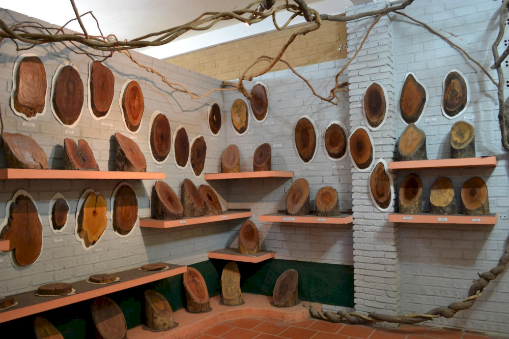 The room features a diverse collection of cross-sections from native tree species in Phu Quoc